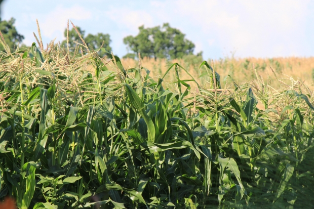 corn for use in Duke Technologies biofuels technology